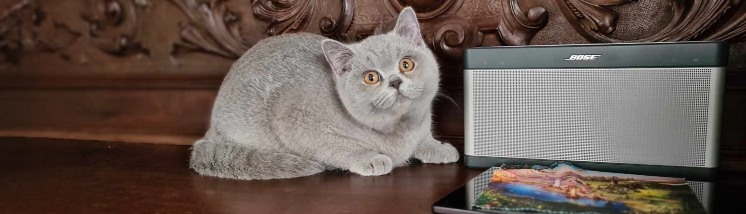 Prenotazione cuccioli British Shorthair