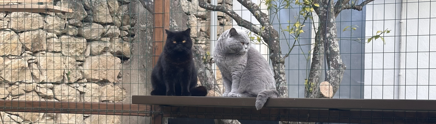 La Bella Vita allevamento British Shorthair