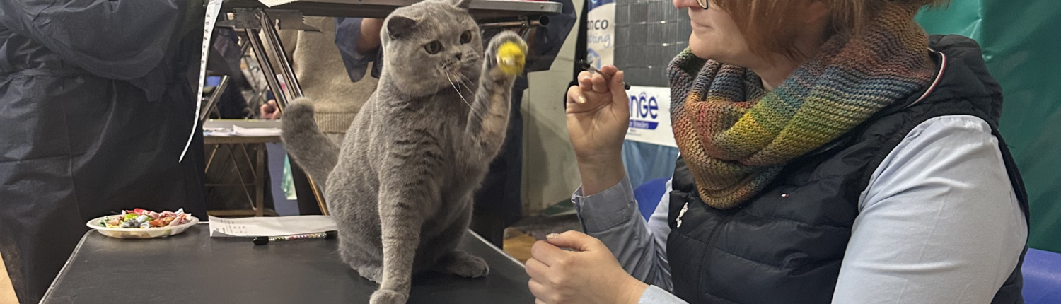 La Bella Vita allevamento British Shorthair