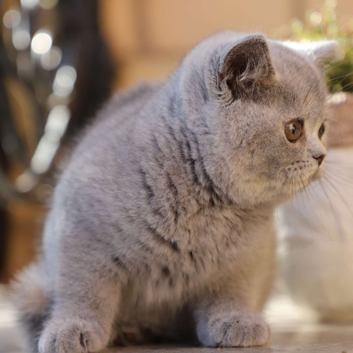 Cucciolo British Shorthair dal mantello blu, fotografato di profilo