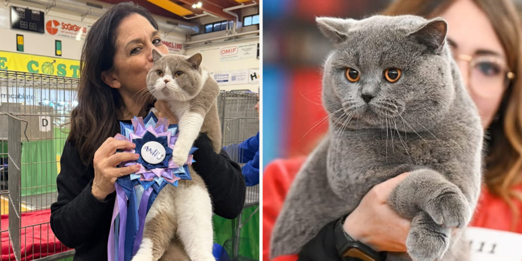 Allevatori amici British Shorthair