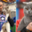 Allevatori amici British Shorthair