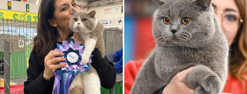 Allevatori amici British Shorthair