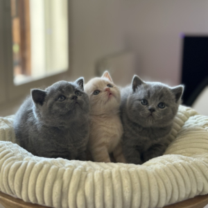 Cuccioli British Shorthair