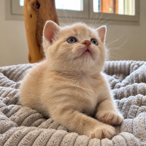 Cucciolo British shorthair