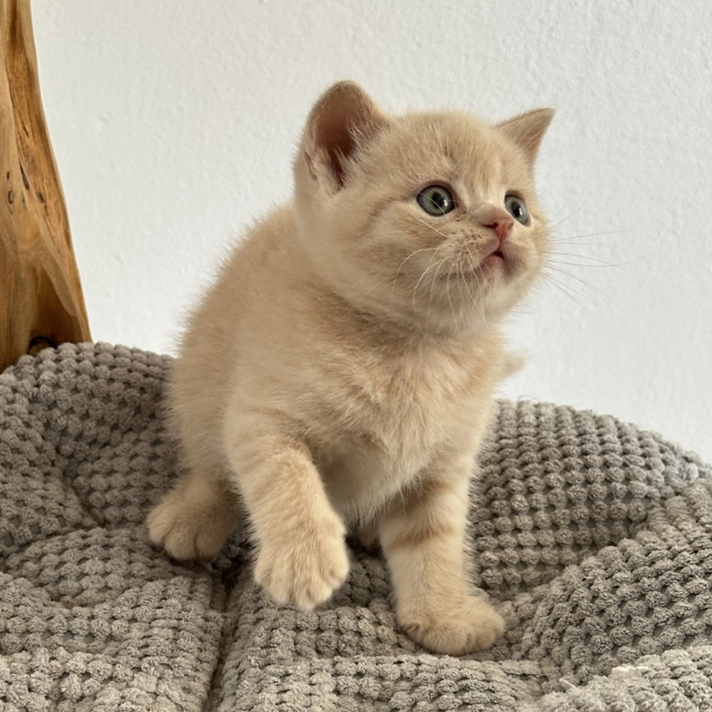 Cucciolo British shorthair