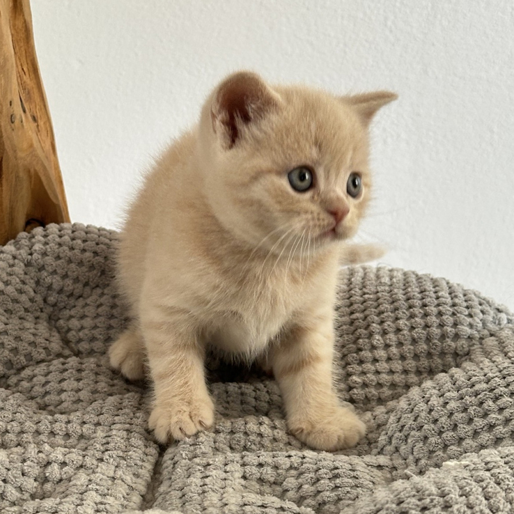 Cucciolo British shorthair