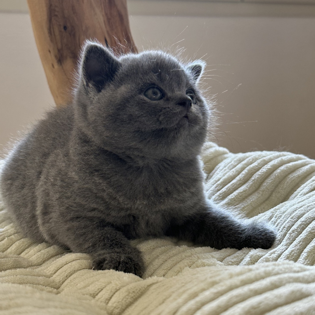 Cucciolo British shorthair