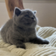 Cucciolo British shorthair
