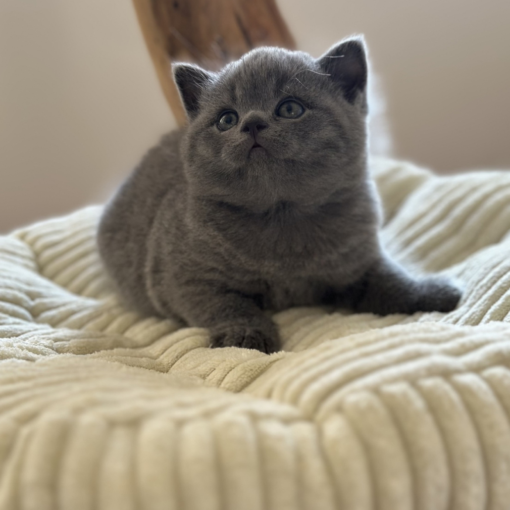 British Shorthair kitten