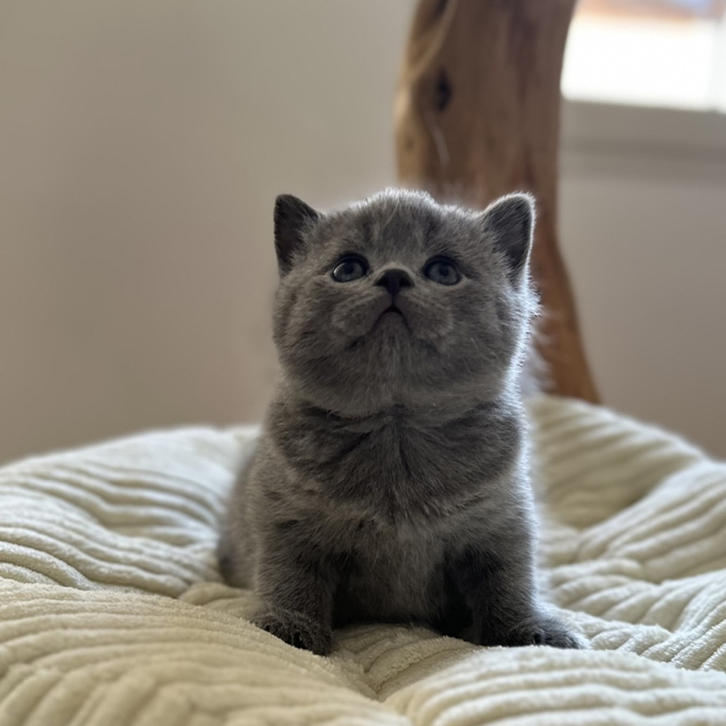 British Shorthair kitten