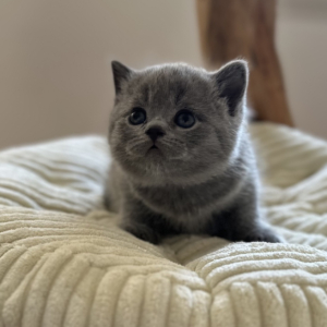 British Shorthair kitten