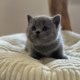 British Shorthair kitten