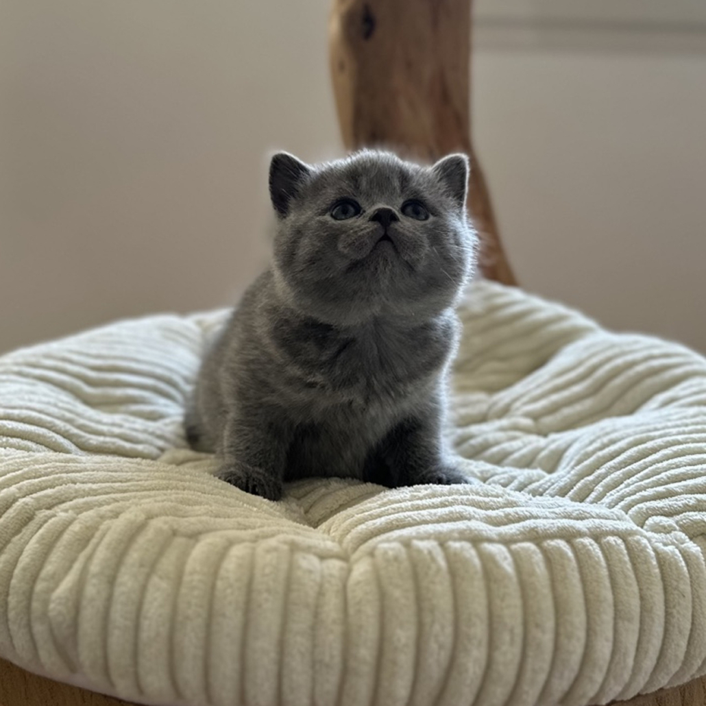 British Shorthair kitten